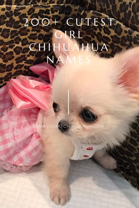 Girly Dog Names, Cute Dog Names Female, Puppy Names Female, Best Girl Dog Names, Puppy Girl Names, Fluffy Chihuahua, Puppy Names Unique, Girl Pet Names, Dog Names Girl