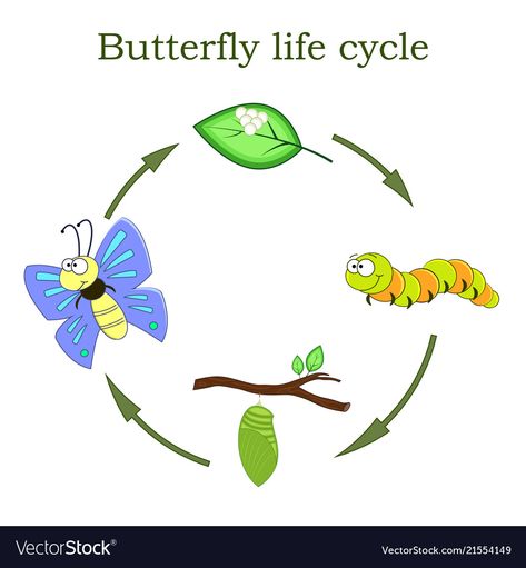 Butterfly Life Cycle Kindergarten, Cycle Drawing, Life Cycle Of A Butterfly, Cycle Of A Butterfly, Illustration Children, Children Education, Sequencing Activities, Butterfly Life Cycle, Plant Life Cycle