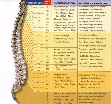 INNERVATION • • Scalp • Diaphragm • • Oren. • POSSIBLE SYMPTOMS • Migraine • • Had Colds • • • StiF • High Fir.er Pain • Mi Nbcot Exam Prep, Neuro Nursing, Spine Injury, Nbcot Exam, Spinal Cord Injuries, Thoracic Spine, Sinus Problems, Spinal Nerve, Acute Care