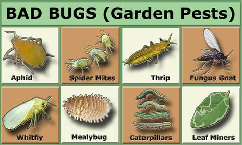 Does organic pest-free gardening sound like an unattainable dream? To many gardeners it might, but achieving organic pest control is all about the working ecosystem. If your garden is not an ecosystem and just lovely rows of weeded monoculture crops, the bad bugs tend to thrive and be more of a nuisance. I’ve written a long post... Aphid Control, Slugs In Garden, Organic Insecticide, Bad Bugs, Organic Pesticide, Organic Pest Control, Garden Bugs, Japanese Beetles, Bees And Wasps