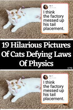 Laws Of Physics, Domino Magazine, Hilarious Pictures, Pictures Of Cats, Cat Home, Reasons To Smile, Cute Nail Designs, New Pins, A Cat