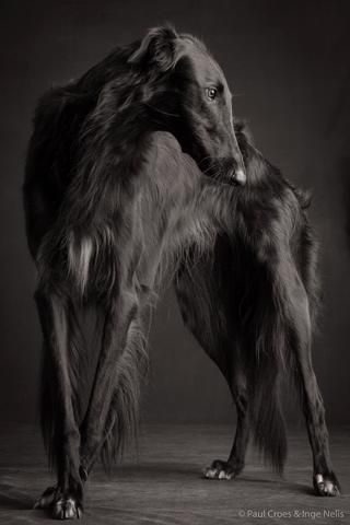 black borzoi Russian Wolfhound, Borzoi Dog, Black Dogs, Two Dogs, Appaloosa, Quarter Horse, Dog Photography, Black Dog, Beautiful Dogs