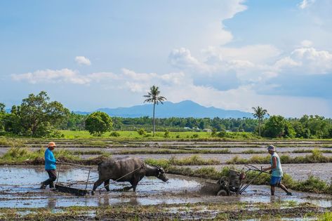 Farmer Philippines, Carabao Philippines, Agriculture Philippines, Farm In Philippines, Filipino Landscape, Philippine Farm, Farm Philippines, Philippine Aesthetic, Pinterest Reference