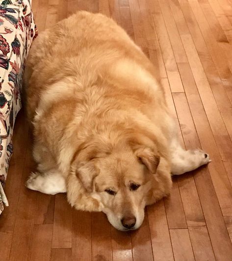 Overweight Golden Retriever's Owner Demanded Vet Put Him Down, Luckily, He Refused (21 Pics) | Bored Panda Perros Golden Retriever, Fat Animals, Golden Retriever Owner, Fat Dogs, Huge Dogs, Labrador Retriever Puppies, Fat Cats, Golden Retrievers, Golden Dog