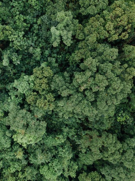 Holding Strawberry, Trees Top View, Texture Photoshop, Forest Map, Photoshop Rendering, Tree Plan, Tree Textures, Forest Plants, Forest Photos