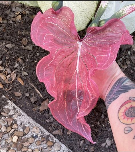 Pink Princess Symphony Caladium, Caladium Pink Symphony, Pink Symphony Caladium, Garden Flowers Aesthetic, Pink Caladium, Dream Garden Flowers, Flower Garden Pictures, Garden Ideas Indoor, Plants Succulents