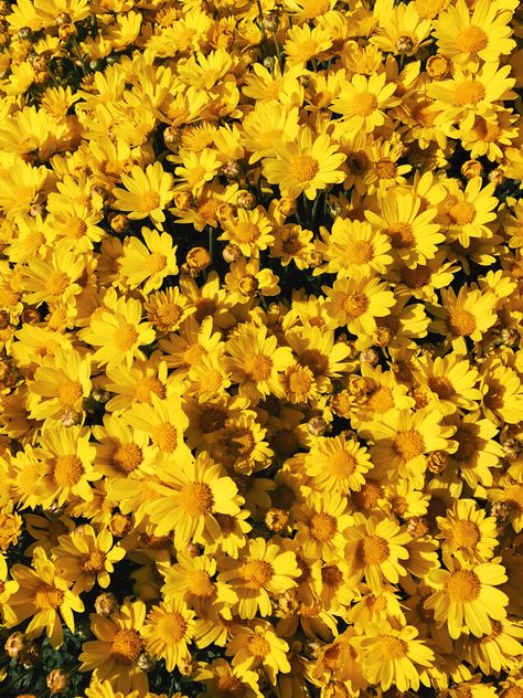 Yellow flowers #yellow #aesthetic #yellowaesthetic Tumblr Yellow, Vintage Aesthetic Retro, Roses Photography, Yellow Aesthetic Pastel, Half Elf, Wallpaper Retro, Christmas Aesthetic Wallpaper, Yellow Theme, Art Tumblr