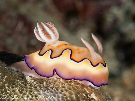 Sea Bunnies, Cool Sea Creatures, Sea Bunny, Sea Slugs, Earth Gift, Sea Anemone, Deep Sea Creatures, Cool Fish, Sea Snail