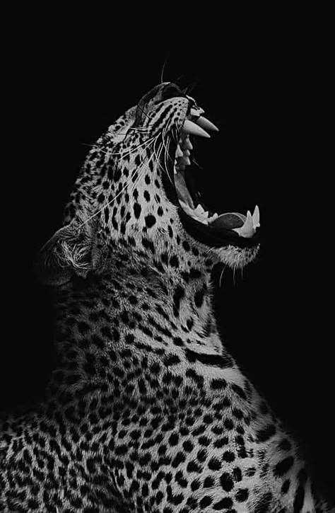 Cheetah Wallpaper, Leopard Print Wallpaper, It Girl Aesthetic, Black Jaguar, Cute Black And White, Black And White Aesthetic, Print Wallpaper, Animal Photos, Animal Wallpaper