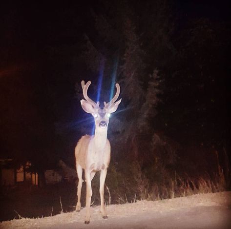 Deer In Headlights, Dump Him, Southern Gothic, A Deer, Silly Animals, Antlers, Animal Pictures, At Night, Art Inspo