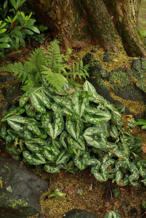 Asarum Splendens, Wild Ginger Plant, Terrestrial Plants, Acidic Soil, Shade Garden Design, Ginger Plant, Hosta Gardens, Gardening Zones, Wild Ginger