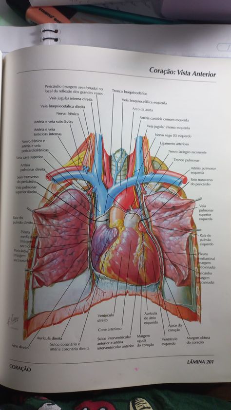 Cardiology Aesthetic, Cardiologist Aesthetic, Cardio Surgeon, Cardiovascular Surgeon, Anatomy Diagrams, Medicine Aesthetic, Emt Study, Cardiac Surgeon, Medical School Life