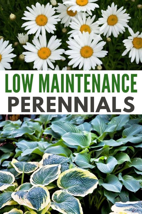 Low Water Perennials, Perennial Garden Ideas Low Maintenance, Low Maintenance Perennials, Front Yard Perennial Landscaping Ideas, Easy To Maintain Flower Beds, Low Matinance Landscape, Simple Perennial Flower Bed, Perineal Landscaping Ideas, Low Light Perennials Shade Garden