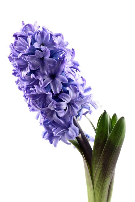 Hyacinth. Purple hyacinth isolated on white - seasonal flower , #AFFILIATE, #hyacinth, #Purple, #Hyacinth, #isolated, #flower #ad Hyacinth Flower Bouquets, Purple Hyacinth Aesthetic, Hyancith Flower, Hycanith Flower, Hyacinth Aesthetic, Purple Hyacinth Flower, Hyacinth Purple, Hyacinth Plant, Skull Tattoo Flowers