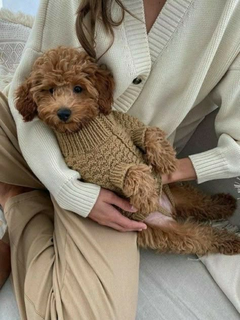 Dog Mommy, Toy Poodle Puppies, Poodle Puppy, Puppy Clothes, Dog Mama, Toy Poodle, Goldendoodle, Australian Shepherd, Shiba Inu