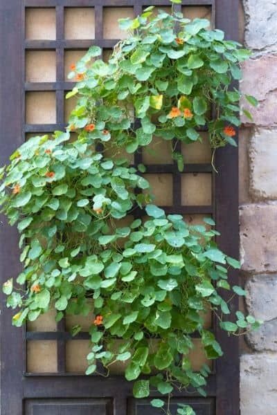 How to grow Nasturtiums in Hanging Baskets - Urban Garden Gal Nasturtium Flower Hanging Baskets, Nasturtium In Pots, Nasturtium Hanging Basket, Nasturtium Trellis, Trailing Nasturtium, Tomato Hanging Basket, Hanging Basket Flowers, Ranch Garden, Hanging Basket Garden