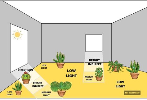 Indoor Plant Lights, Bright Home, Household Plants, Plant Care Houseplant, Inside Plants, Indoor Plant Care, Low Light Plants, Bedroom Plants, Plant Decor Indoor