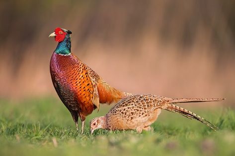 Raising Pheasants, Pheasant Farm, Common Pheasant, Poultry Breeds, Ring Necked Pheasant, Pheasant Hunting, Backyard Poultry, Mother Earth News, Living Together