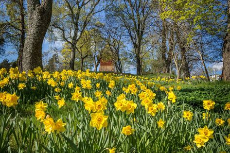 Daffodil Naturalizing - How To Naturalize Daffodil Bulbs In Landscapes Perennial Bulbs, Making Plant Pots, Daffodil Bulbs, Landscaping Images, Gardening Techniques, Yellow Daffodils, Hybrid Tea Roses, Wildflower Garden, Woodland Garden