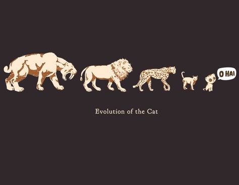 evolution of the cat Cat Evolution, Pet Corner, About Today, Crazy Life, Love Us, Weird Pictures, Domestic Cat, Cat Care, Ipad Tablet