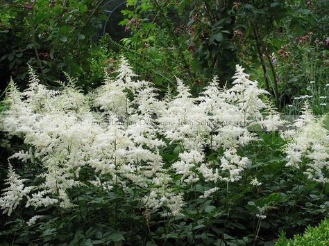 Astilbe japonica 'Deutschland' | Flickr - Photo Sharing! Astilbe Japonica, Astilbe Peach Blossom, Peach Blossom Astilbe, Blush Astilbe, Pale Pink Astilbe, Hydrangea Paniculata, Perennial Garden, Hydrangea, Planting