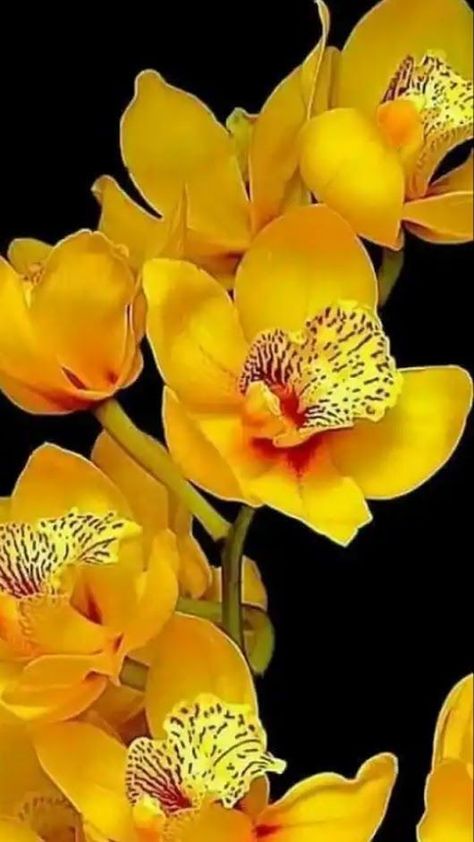 Flower Gallery, Yellow Orchid, Yellow Plants, Exotic Orchids, Cymbidium Orchids, Unusual Flowers, Beautiful Orchids, Beautiful Rose Flowers, Beautiful Flowers Pictures