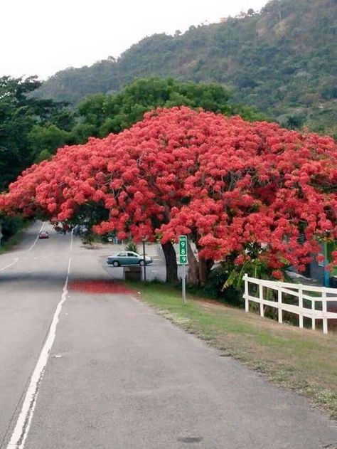 Gorgeous Flamboyán Tree in Yabucoa, Puerto Rico.                                                                                                                                                      More Flamboyan Puerto Rico, Yabucoa Puerto Rico, Tainos Puerto Rico, Flamboyan Tree, Flamboyant Tree, Puerto Rico Pictures, Puerto Rico History, Puerto Rico Art, Puerto Rican Pride