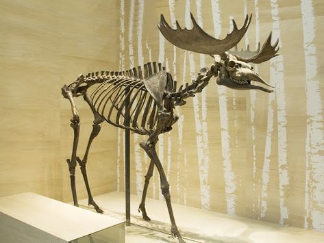 Skeleton of an Elk Moose Skeleton, Skeleton Aesthetic, Moose Skull, Decay Art, Anatomy For Artists, Children Images, Animal Skulls, Aesthetic Gif, Skull And Bones