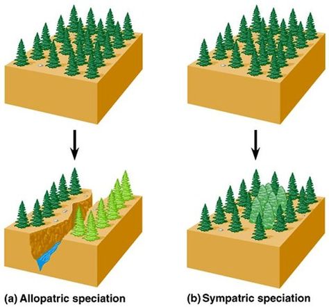 Difference between allopatric and sympartric speciation Evolution Activities, High School Earth Science, Life Science Classroom, Ap Environmental Science, Life Science Activities, Biology Resources, Teaching Plan, Ap Biology, Biology Teacher