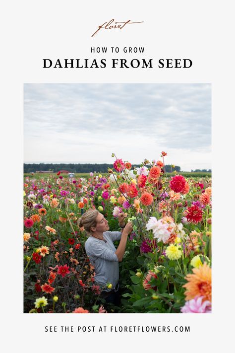 Erin Benzakein in the dahlia breeding field at Floret Dahlia Flower Garden, How To Grow Dahlias, Grow Dahlias, Garden Checklist, Growing Cut Flowers, Cut Flower Farm, Dahlias Garden, Growing Dahlias, Cottage Garden Design