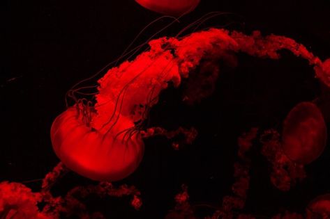 Jellyfish Theme, Jelly Fishes, Red Jellyfish, Orange Jellyfish, Fish Background, Discord Profile, Oc Board, Fish Ocean, Jellyfish Art