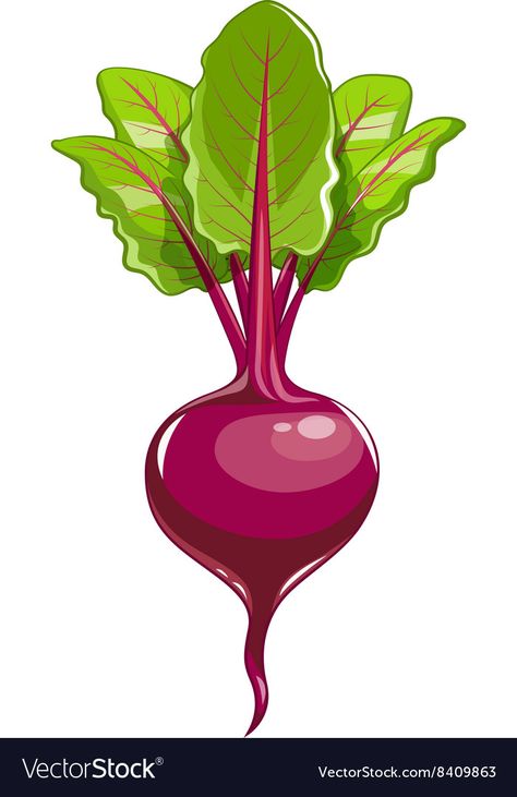 Beetroot Images, Beetroot Illustration, Vegetables Image, Vegetable Images, Leaf Vector Illustration, Healthy Prepared Meals, Vegetable Pictures, Leaf Vector, Fresh Beets