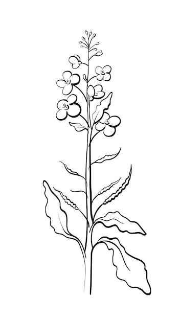 Mustard Seed Tattoo, Mustard Seed Plant, Canola Plant, Seed Tattoo, Canola Flower, Mustard Plant, Mustard Flowers, Plant Tattoo, Plant Vector