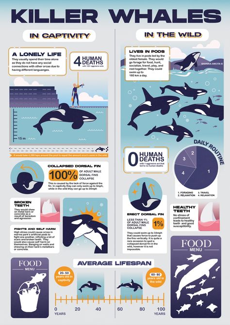 An infographic I made for a University project back in 2021 about the differences of a Killer Whale in captivity vs. the wild. The notable differences can be seen physically and in their behavior as captive orcas tend to become aggressive due to an unfulfilling life inside a tiny pool. Orcas In Captivity, Tiny Pool, Oceanography Marine Biology, Biology Drawing, Whale Facts, Shark Facts, Whale Illustration, Shark Art, Biology Notes