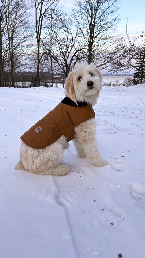 Dog Carhartt Jacket, Carhartt Dog Jacket, Carhartt Dog, Filler Photos, Dog Suit, Dog Essentials, Pet Mom, Carhartt Jacket, Chore Coat