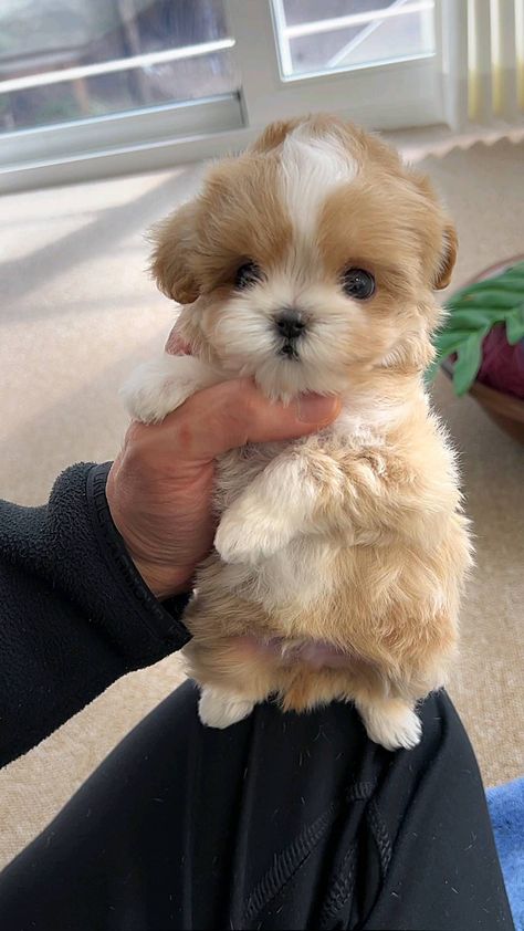 Cute Fluffy Puppies, Beautiful Puppies, Cute Small Dogs, Dogs Images, Toy Poodle Puppies, Cute Dogs Images, Very Cute Puppies, Maltipoo Puppy, Dream Pet