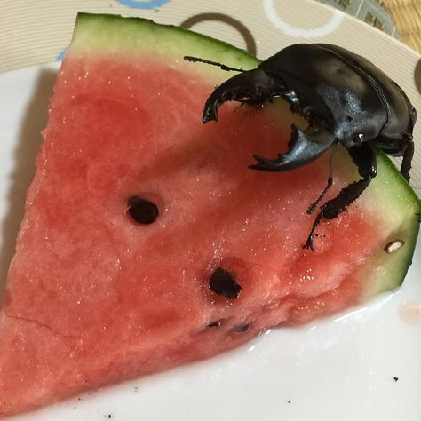 Cute Pet Stag Beetle From Japan Is Stealing Hearts On His Instagram Page Bug Collection, Cool Insects, Stag Beetle, Cool Bugs, Beetle Bug, Cute Pet, Crustaceans, Beautiful Bugs, Arthropods