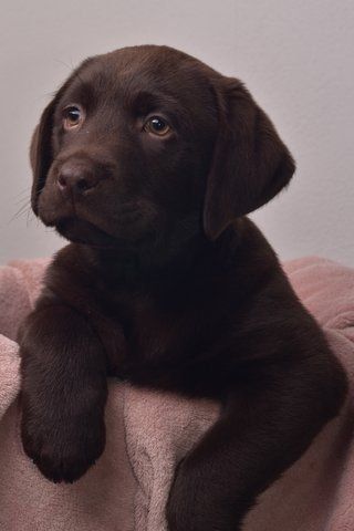 Labrador Noir, Chocolate Lab Puppies, Chocolate Labs, Yellow Labrador Retriever, Lab Puppy, Black Lab Puppies, Lab Dogs, Labrador Retriever Puppies, Labrador Retrievers