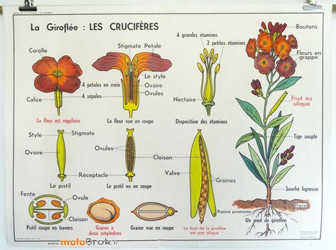 Ancienne affiche scolaire La Giroflée Les crucifères www.muluBrok.fr . , #affiche #botanical #fleurs #deco #decovintage #oldschool #décointérieure French Poster, French School, Botanical Poster, School Posters, Poster Making, Vintage Flowers, Biology, French Vintage, Junk Journal