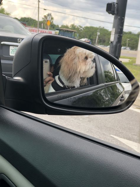 In Car Snap, Dog Cute Aesthetic, Dog In Car, Car Snap, Hair Contouring, Flowers Photography Wallpaper, Aesthetic Inspiration, Driving Pictures, Dog Cute