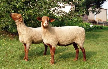 sheep: Tunis Sheep Face, Dog Leash Training, Musk Ox, Sheep Breeds, Sheep Farm, Sheep And Lamb, The Unknown, Sheep Wool, Dog Leash