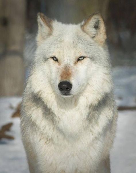 Animal Psychology, Female Wolf, Regard Animal, Beautiful Wolf, Wolf World, Wolf Photography, Wolf Photos, Wolf Spirit Animal, Wolf Wallpaper