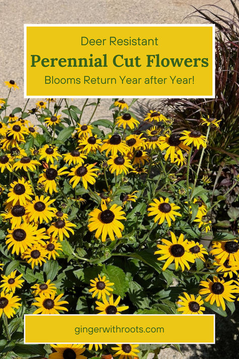 deer resistant flowers for garden Flowers That Deer Will Not Eat, Deer Proof Garden, Perennial Flower Garden, Deer Resistant Flowers, Deer Resistant Garden, Deer Proof, Deer Resistant Perennials, Garden Flowers Perennials, Shasta Daisies