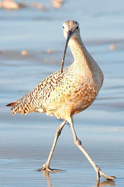 Curlew Bird, Beach Birds, Coastal Birds, Water Birds, Birds Photography, Migratory Birds, Shorebirds, All Birds, Bird Pictures