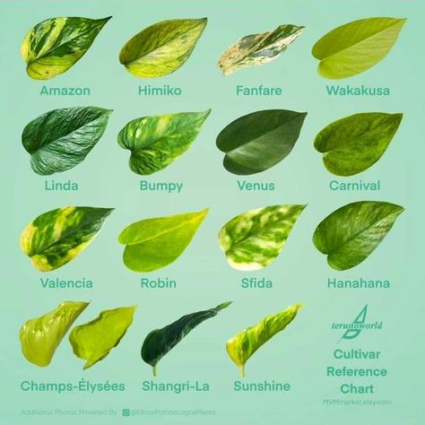 Plants Identification, Pothos Varieties, Neon Pothos, Epipremnum Aureum, Herbs Garden, Jungle Fever, Diy Plant Stand, Smart Auto, Plant Identification