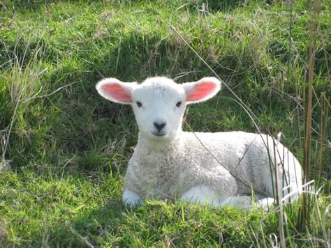 Suffolk Sheep, Lion And Lamb, Cute Lamb, Sheep Art, Cute Goats, Baby Lamb, Sheep And Lamb, A Sheep, Baby Goats