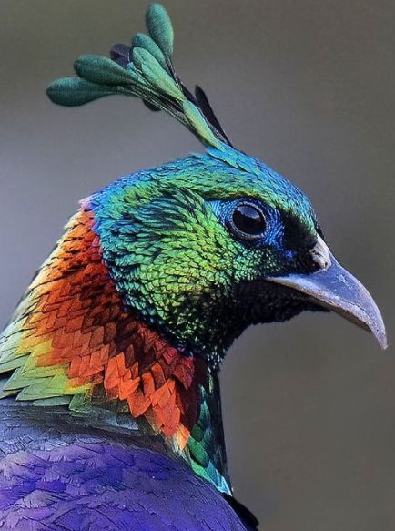 Himalayan Monal (male). National Bird of Nepal African Crowned Eagle, Himalayan Monal, Wild Chicken, Shoebill Stork, Hummingbird Moth, Northern Flicker, Eagle Pictures, Bird Quilt, Batman Comic Art