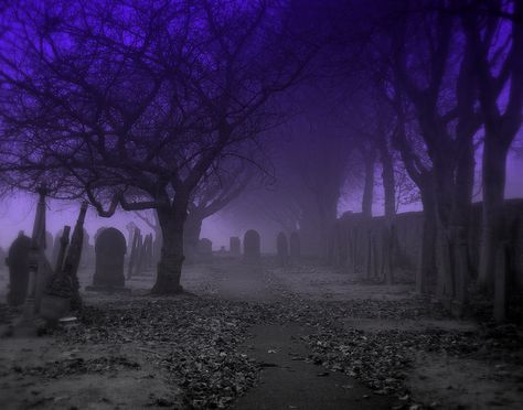 trees Old Cemetery, Halloween Stories, Dark Images, Old Cemeteries, The Fog, Dark Photography, Purple Aesthetic, Graveyard, Dark Aesthetic