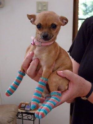 20 Crazy Adorable Dogs Wearing Socks Is Just What You Need Teacup Chihuahua, Chihuahua Lover, Cute Chihuahua, Chihuahua Love, Chihuahua Puppies, Sweet Dogs, Chihuahua Dogs, Training Your Dog, Small Dog