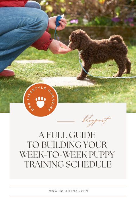 Ultimate Puppy Training Schedule: A step-by-step guide to raising a well-behaved dog. Learn how to housebreak, crate train, and socialize your | #12_Week_Puppy_Schedule #Puppy_Training_Schedule_By_Age #Puppy_Schedule #Training_Planner 8 Week Old Puppy Training, 12 Week Puppy Schedule, Service Dog Training Schedule, Dog Schedule Daily, Dog Treats Training, Dog Treats For Training, Dog Training Treats Recipe, Make Dog Treats, Easy Homemade Dog Treats